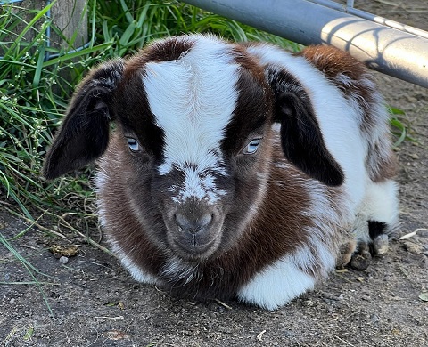 Shamrock Minature and Pygmy Goats Tasmania 4
