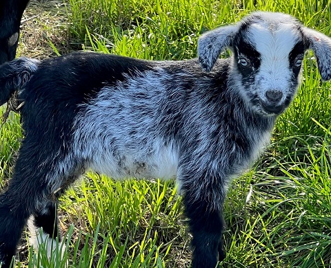 Shamrock Minature and Pygmy Goats Tasmania 6