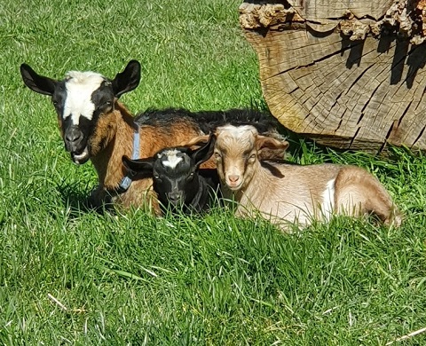 Shamrock Minature and Pygmy Goats Tasmania 2