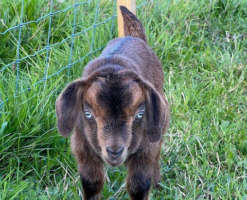 Shamrock Minature and Pygmy Goats Tasmania 5